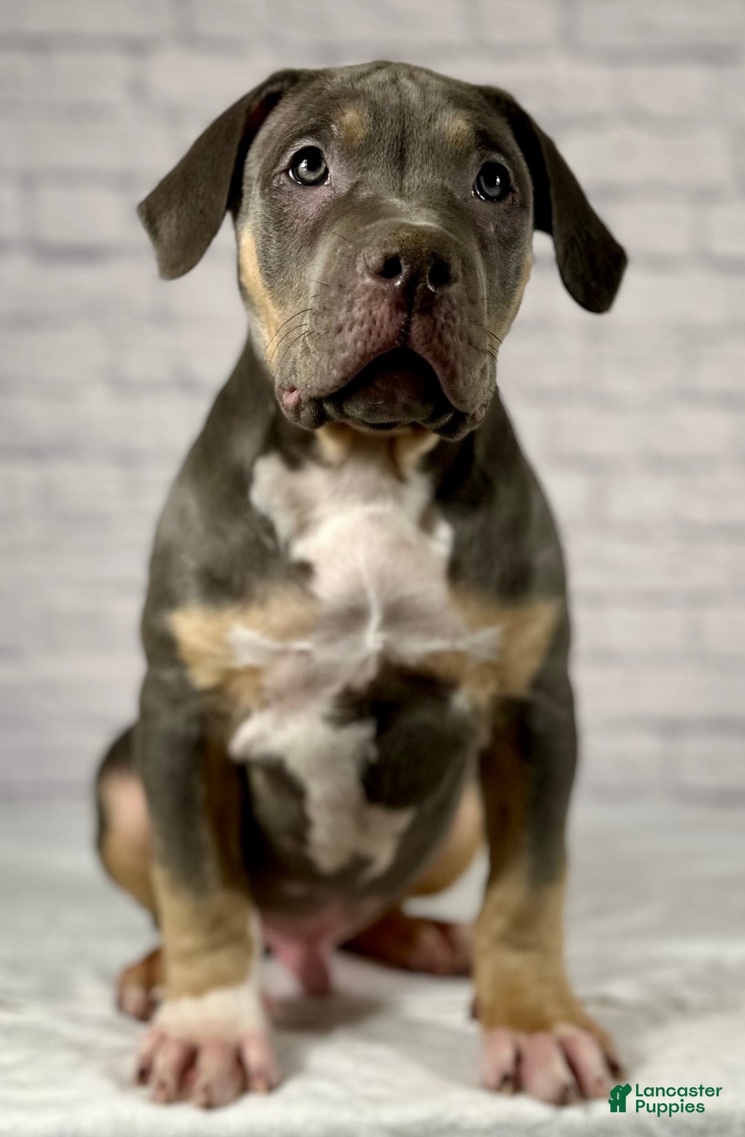 American Bully dogs for sale: Diezel - Ad 5