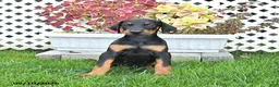 Doberman Pinscher dogs for sale: Penny - Ad 2
