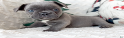French Bulldog dogs for sale: Dasher Blue Fluffy Carrier - Ad 3