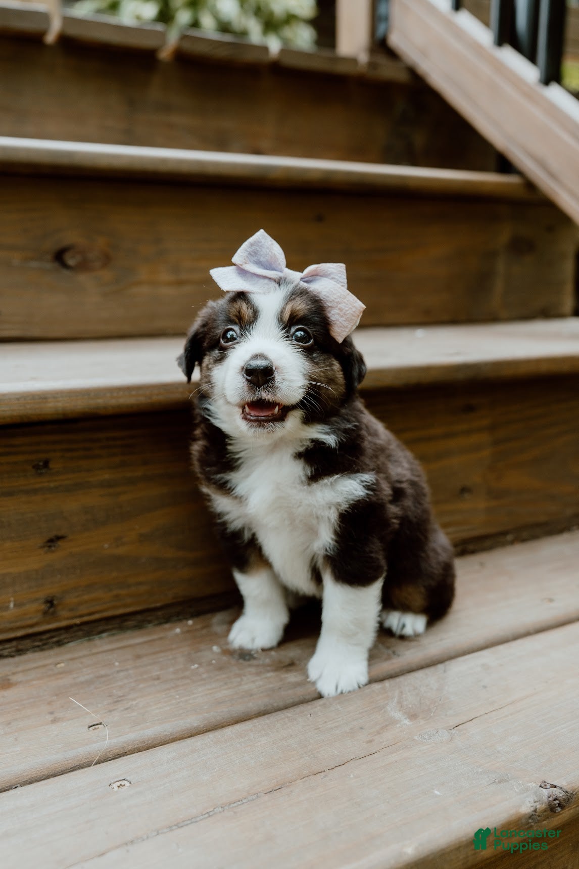 Miniature Australian Shepherd dogs Skye - Ad 2