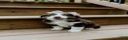 Miniature Australian Shepherd dogs for sale: Skye - Ad 2