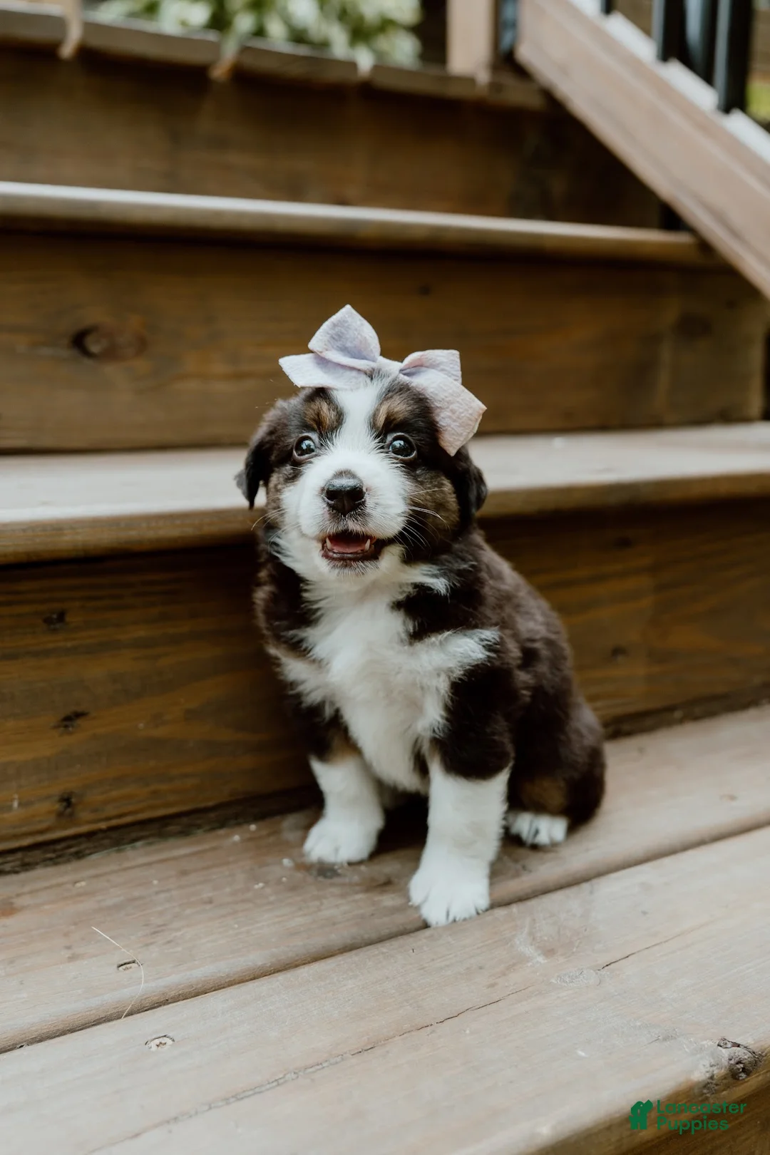 Miniature Australian Shepherd dogs for sale: Skye - Ad 2