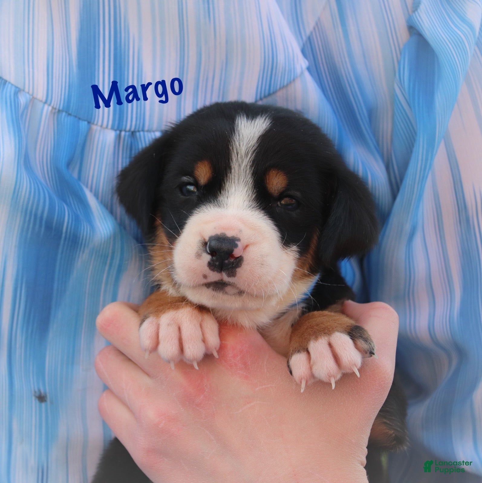 Greater Swiss Mountain Dog dogs Greater Swiss Mountain Dog Puppy 2 - Ad 1