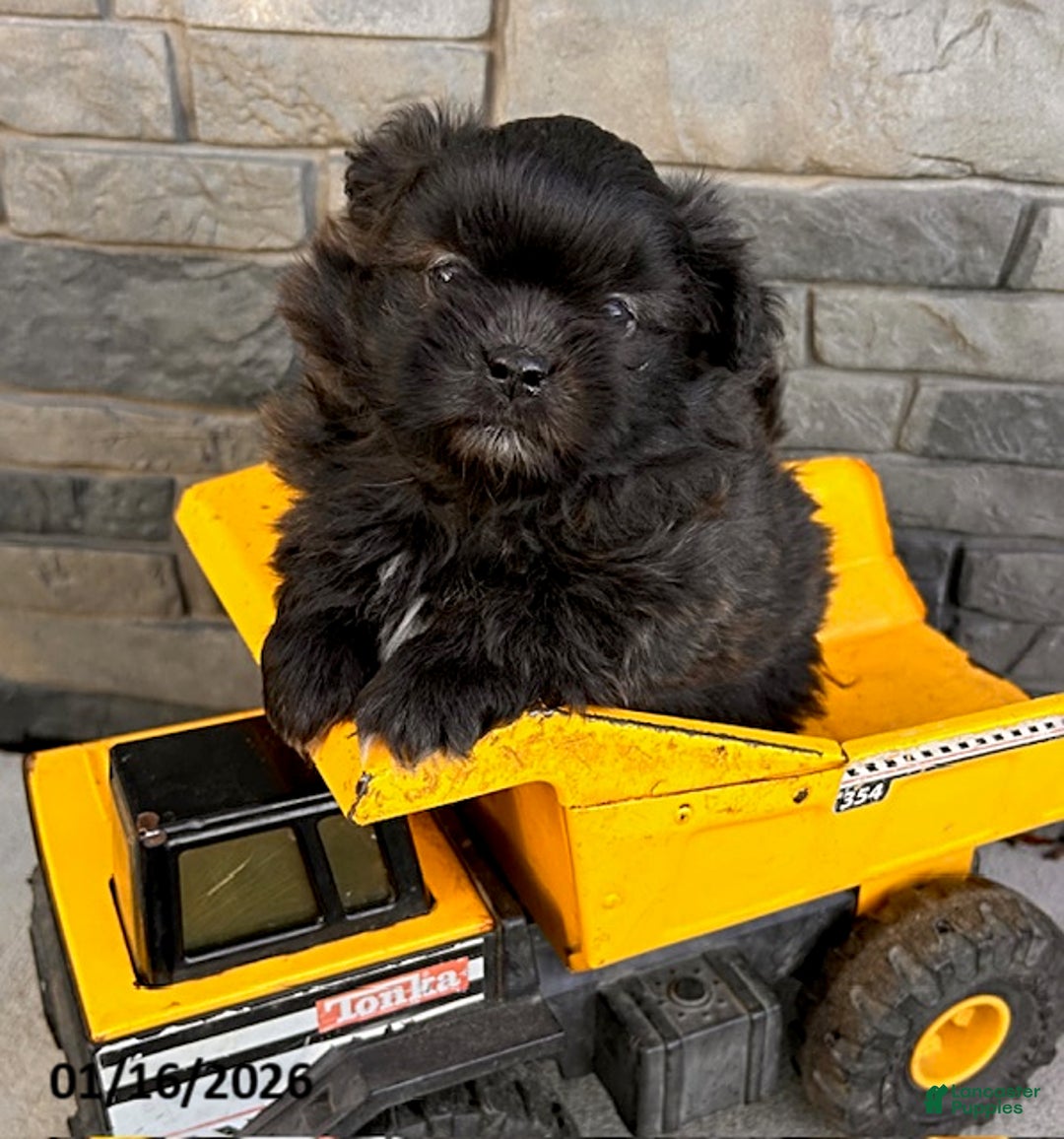 Mixed Breed dogs for sale: Teddy - Ad 2