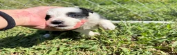 Border Collie dogs for sale: Beck - Ad 4