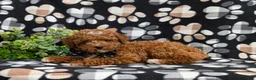 Toy Poodle dogs for sale: Walker 8 lbs Full Grown - Ad 5