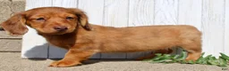Miniature Dachshund dogs for sale: Avery - Ad 6