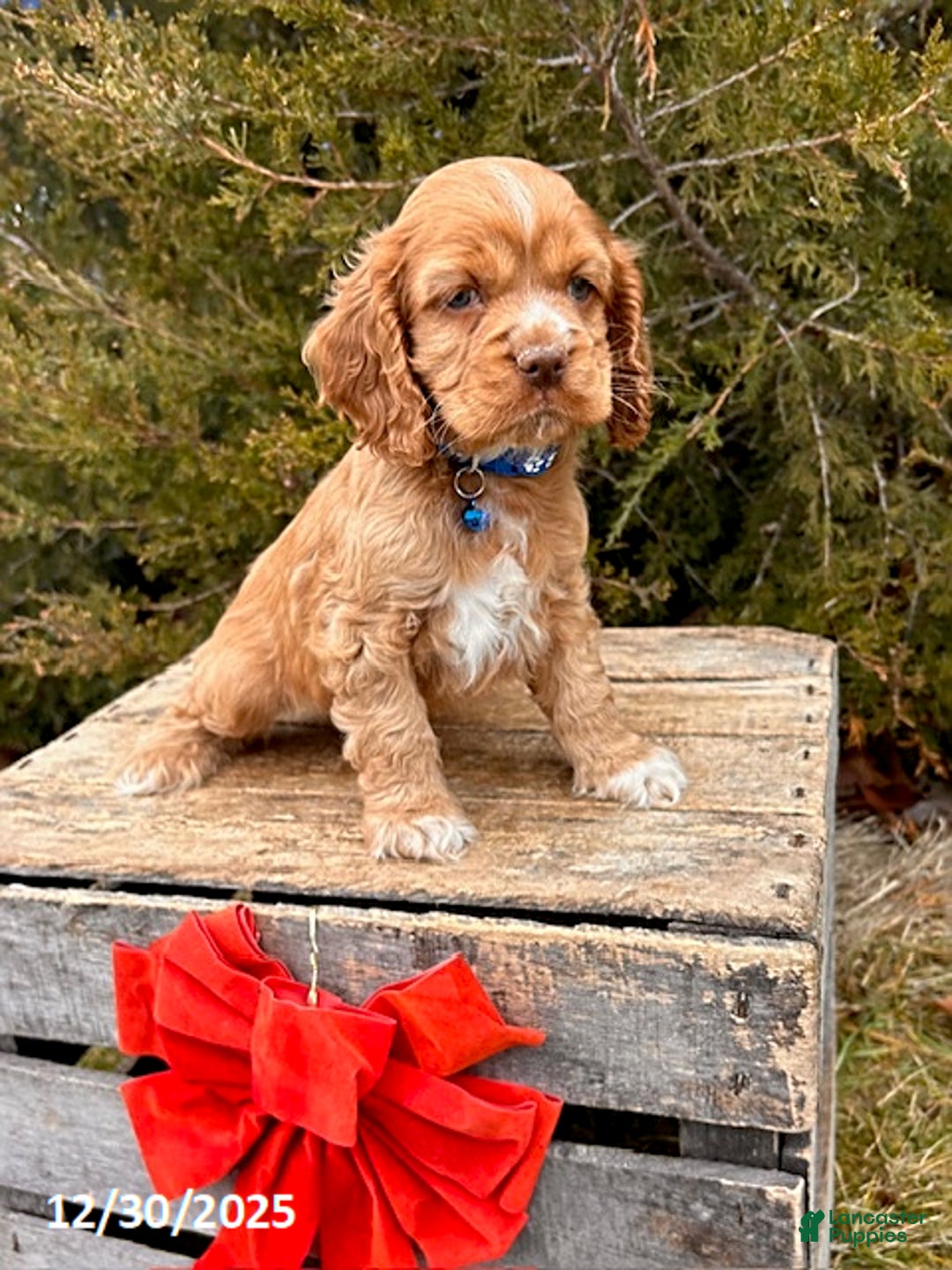 Cocker Spaniel dogs for sale: Zacky - Ad 2