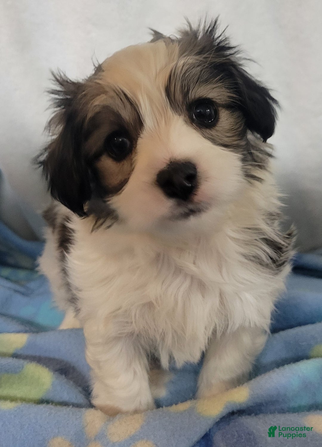 Mixed Breed dogs for sale:  3 cookies - Ad 3