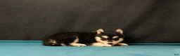 Pomsky dogs for sale: Savannah - Ad 3