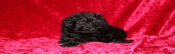 Doxiepoo dogs for sale: Doxiepoo Tracker - Ad 5