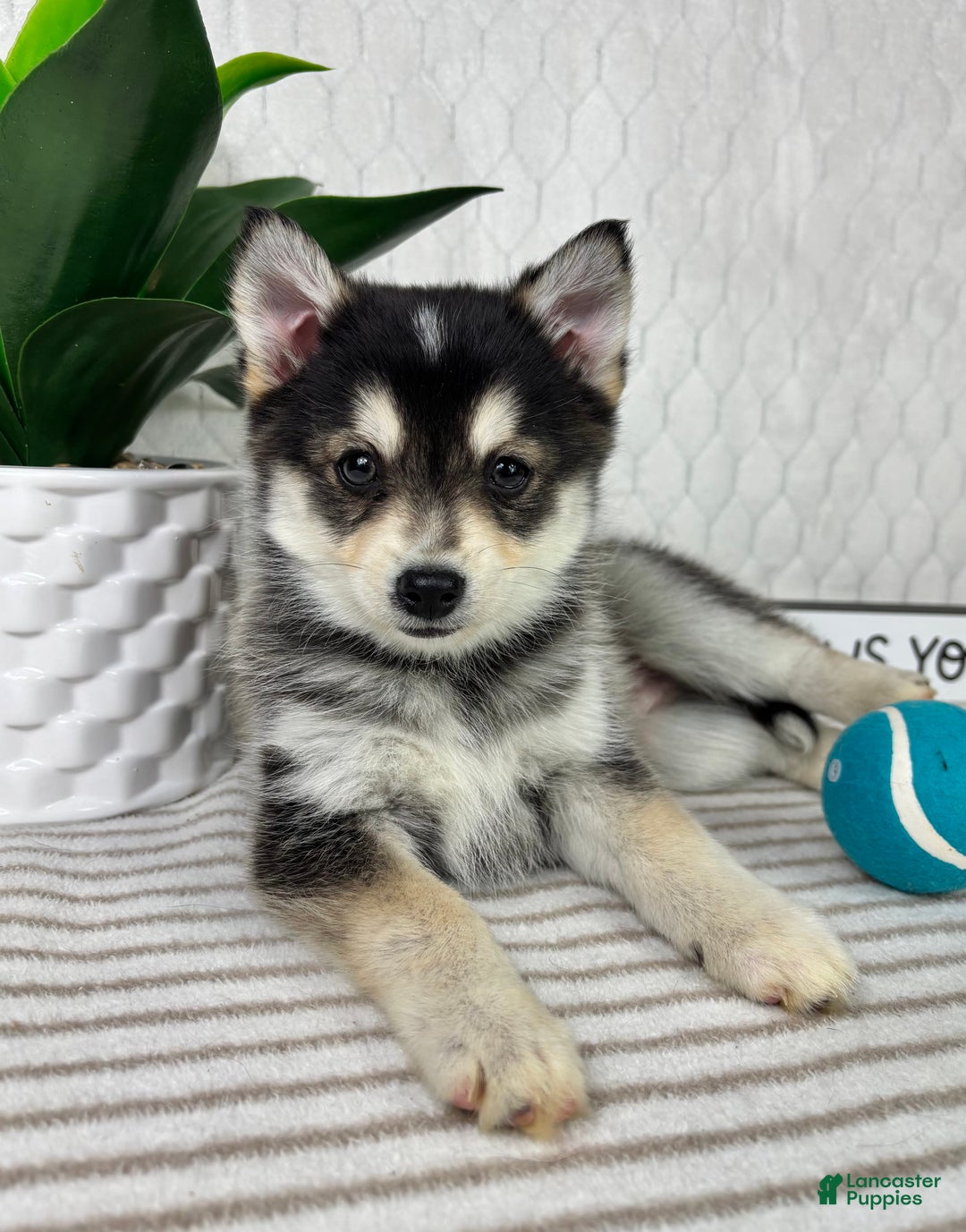 Pomsky dogs for sale: Pluto - Ad 4