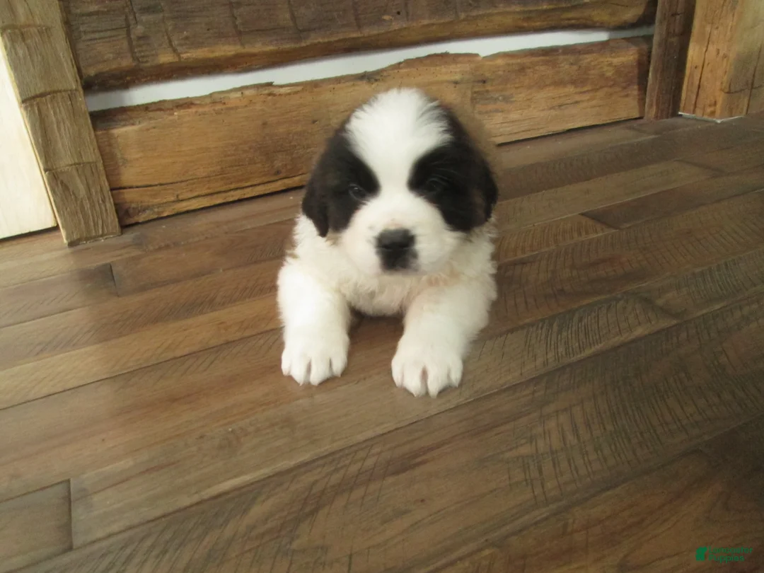 Saint Bernard dogs for sale: TORETTO - Ad 3