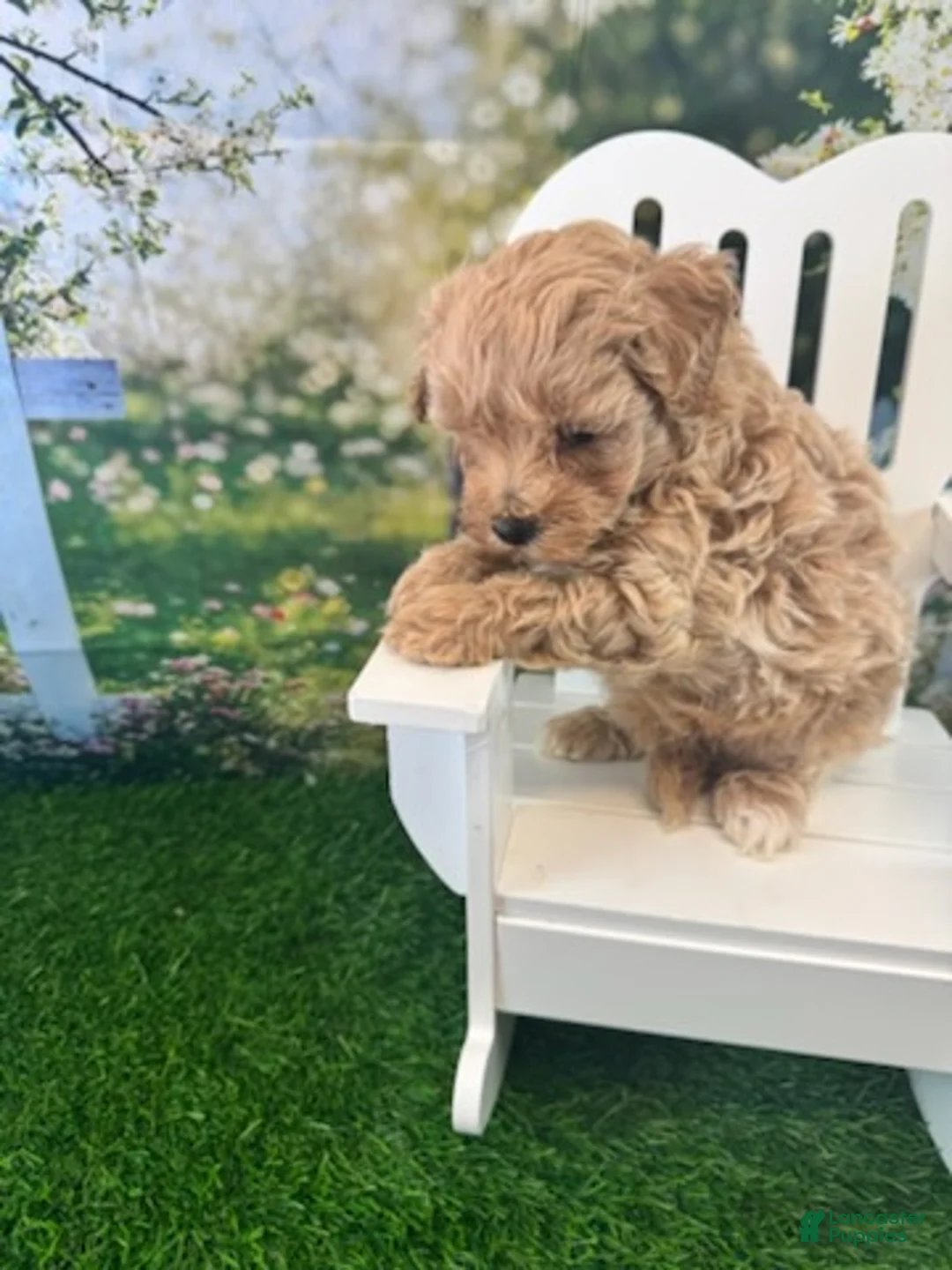 Maltipoo dogs for sale: Bucky - Ad 6