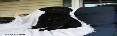 Frieda