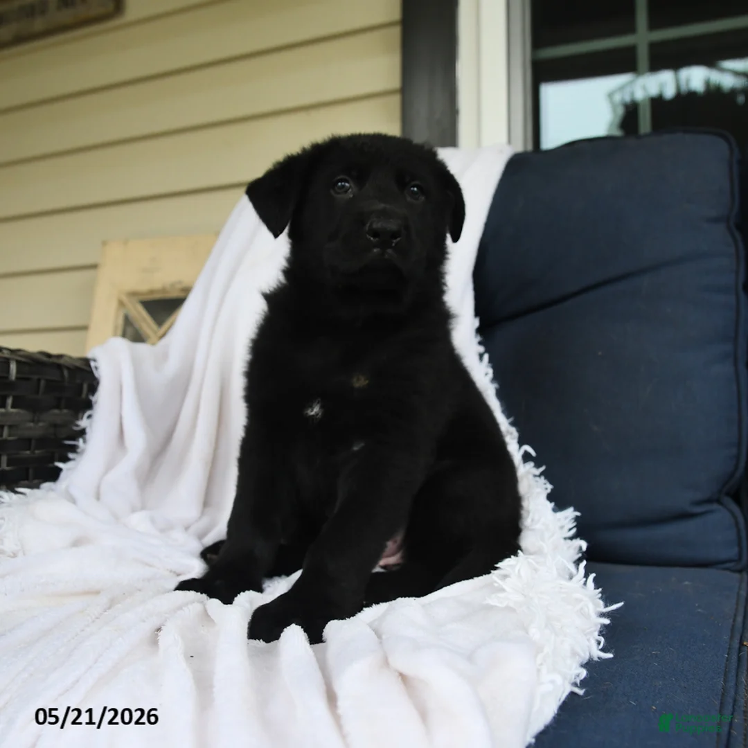 German Shepherd dogs for sale: Frieda - Ad 1