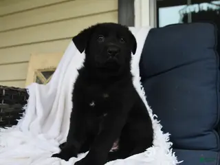 German Shepherd dogs for sale: Frieda - Ad 2