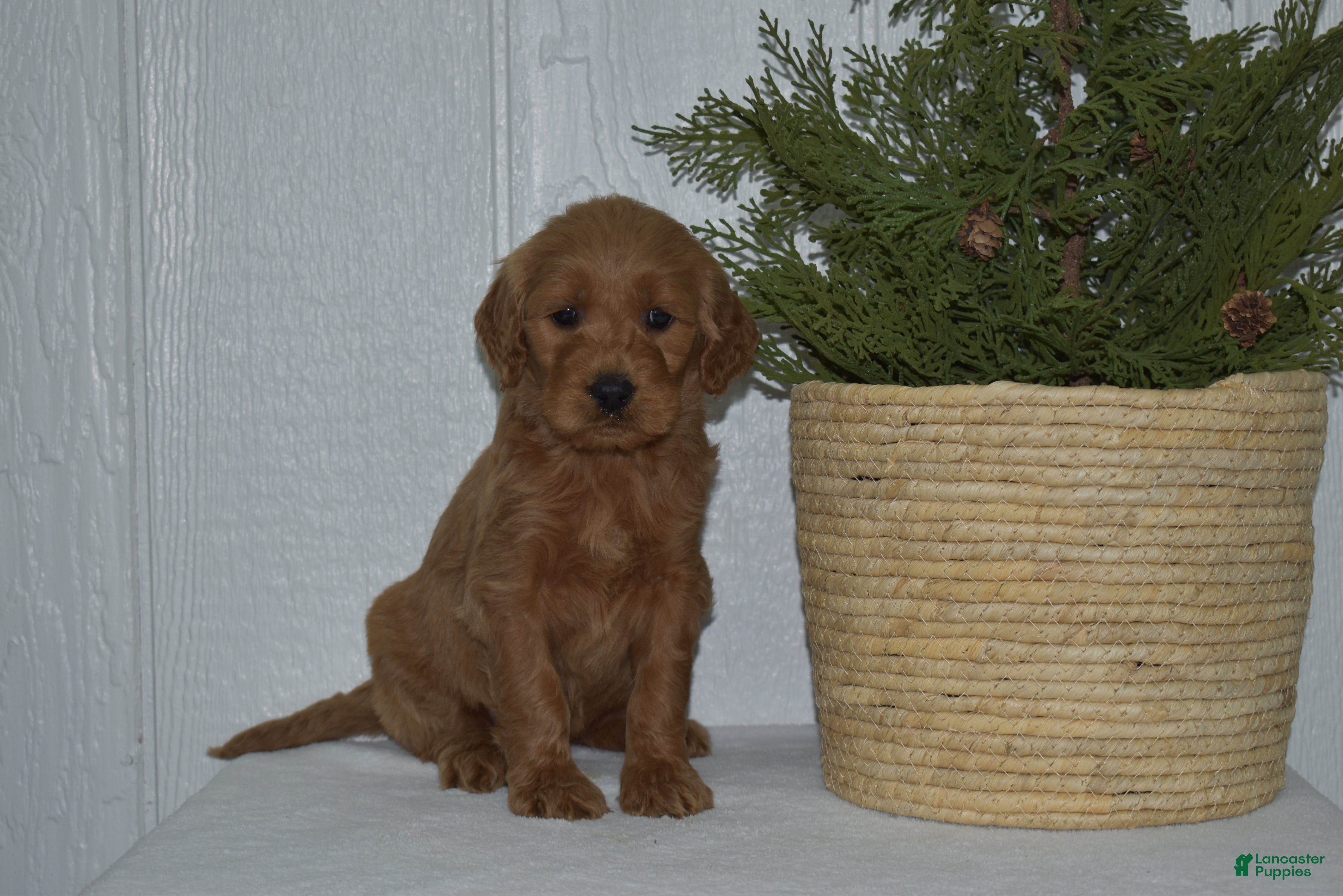 Goldendoodle dogs Lacy - Ad 32