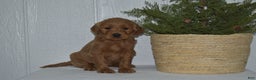 Goldendoodle dogs for sale: Lacy - Ad 1