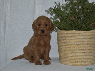 Goldendoodle dogs for sale: Lacy - Ad 2