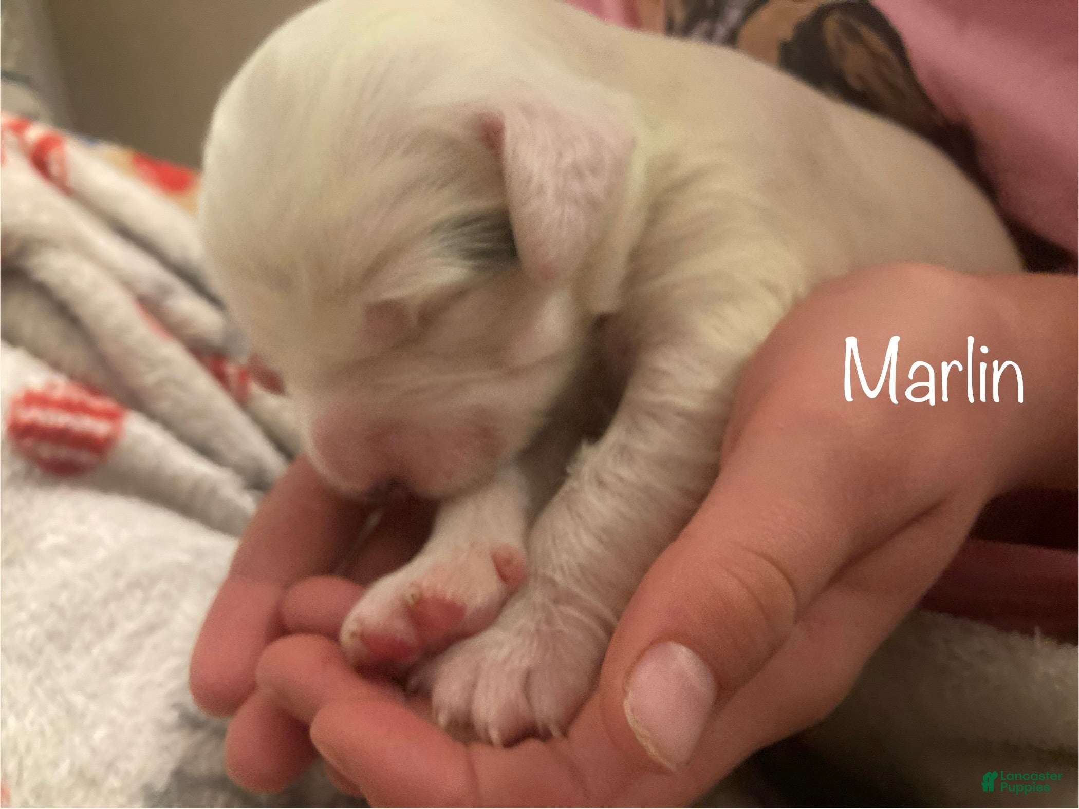 English Setter dogs Marlin - Ad 5