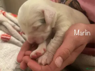 English Setter dogs Marlin - Ad 5