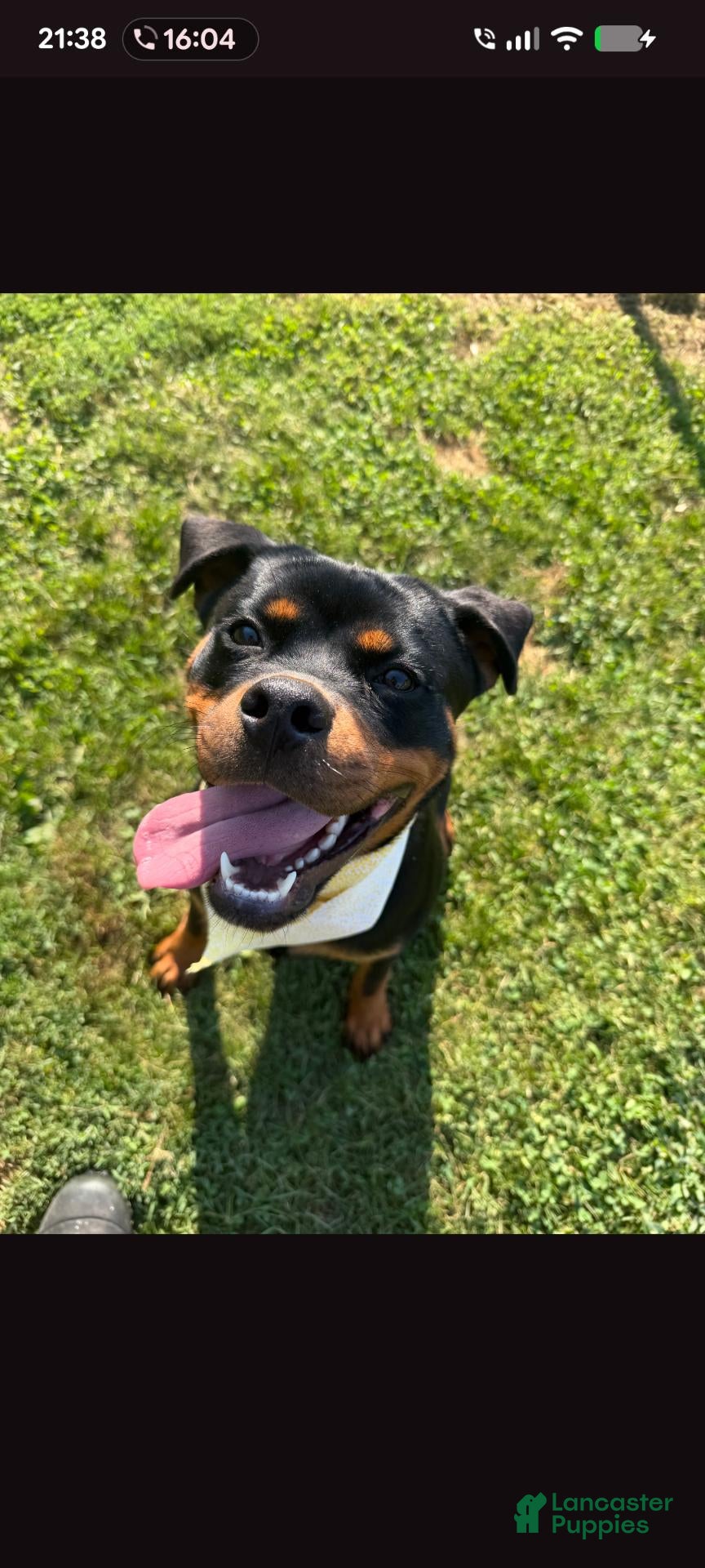 Rottweiler dogs ANYA - Ad 10