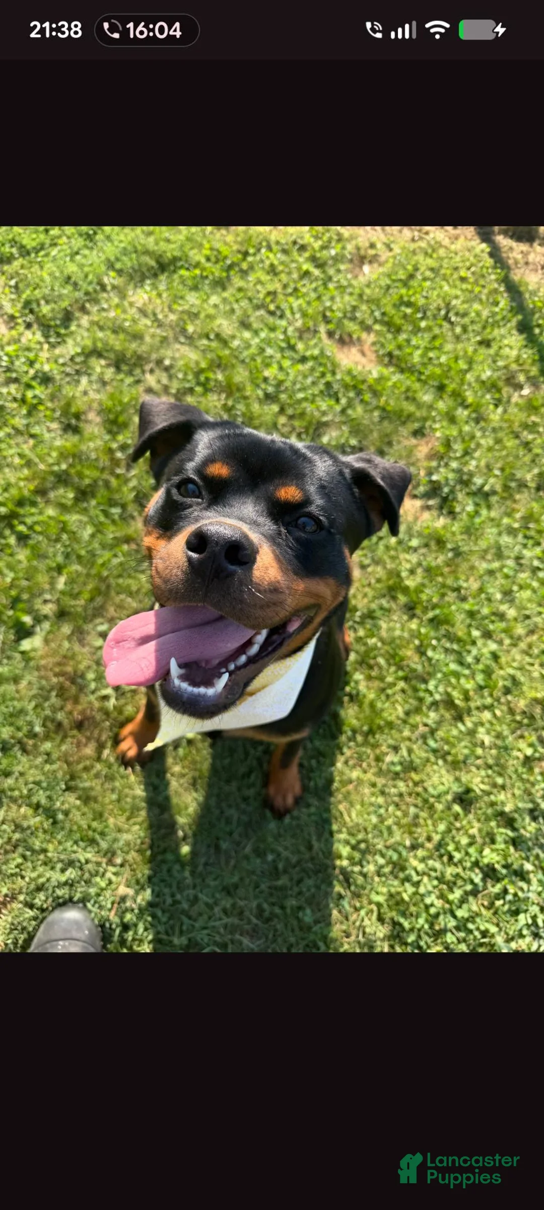 Rottweiler dogs for sale: ANYA - Ad 1