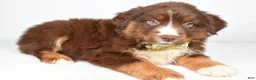 Miniature Australian Shepherd dogs for sale: Felix - Ad 5