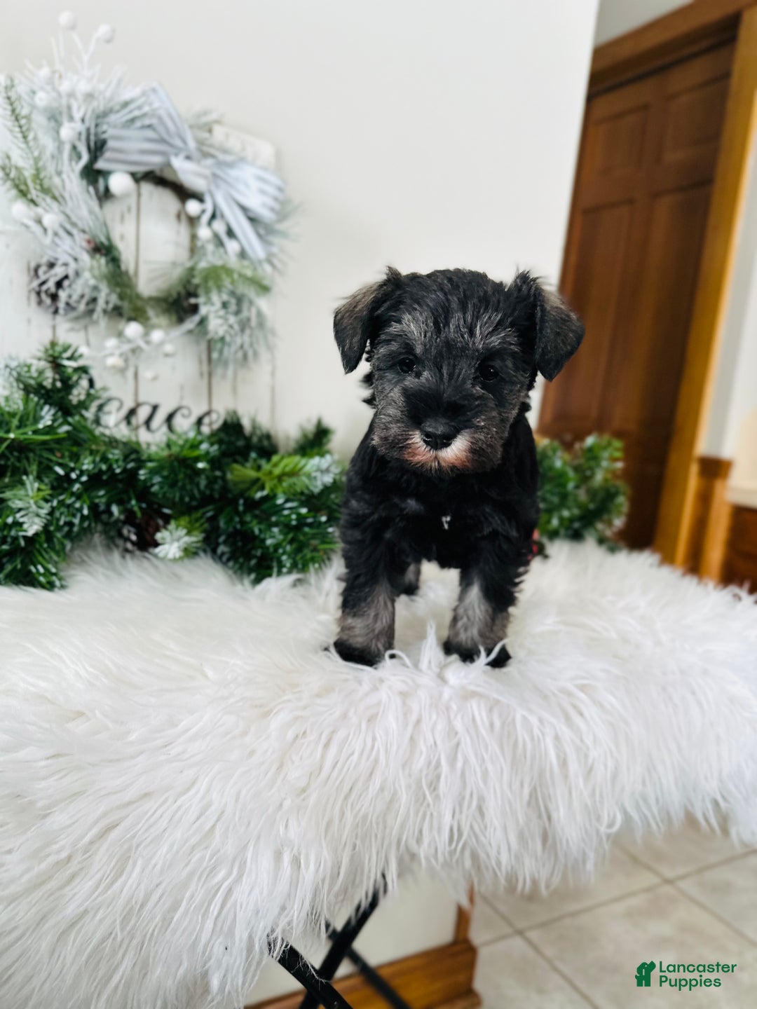 Miniature Schnauzer dogs for sale: Izzy - Ad 12