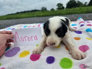 Sheepadoodle dogs Sheepadoodle 3 - Ad 4