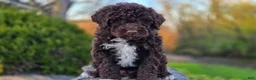 Portuguese Water Dog dogs for sale: Fritz - Ad 6