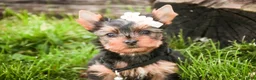 Yorkshire Terrier dogs for sale: Aspen - Ad 1