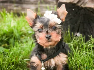 Yorkshire Terrier dogs for sale: Aspen - Ad 2