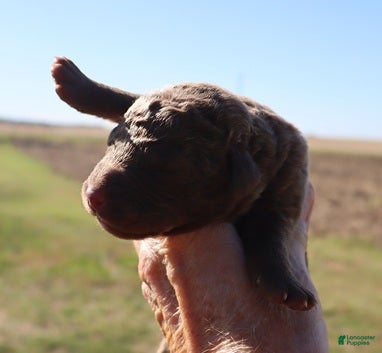 Chesapeake Bay Retriever dogs for sale: Chesapeake Bay Retriever 3 - Ad 2
