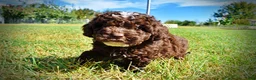 Havapoo dogs for sale: Juno-LABOR DAY SALE-TAKE $100 OFF!!! - Ad 21