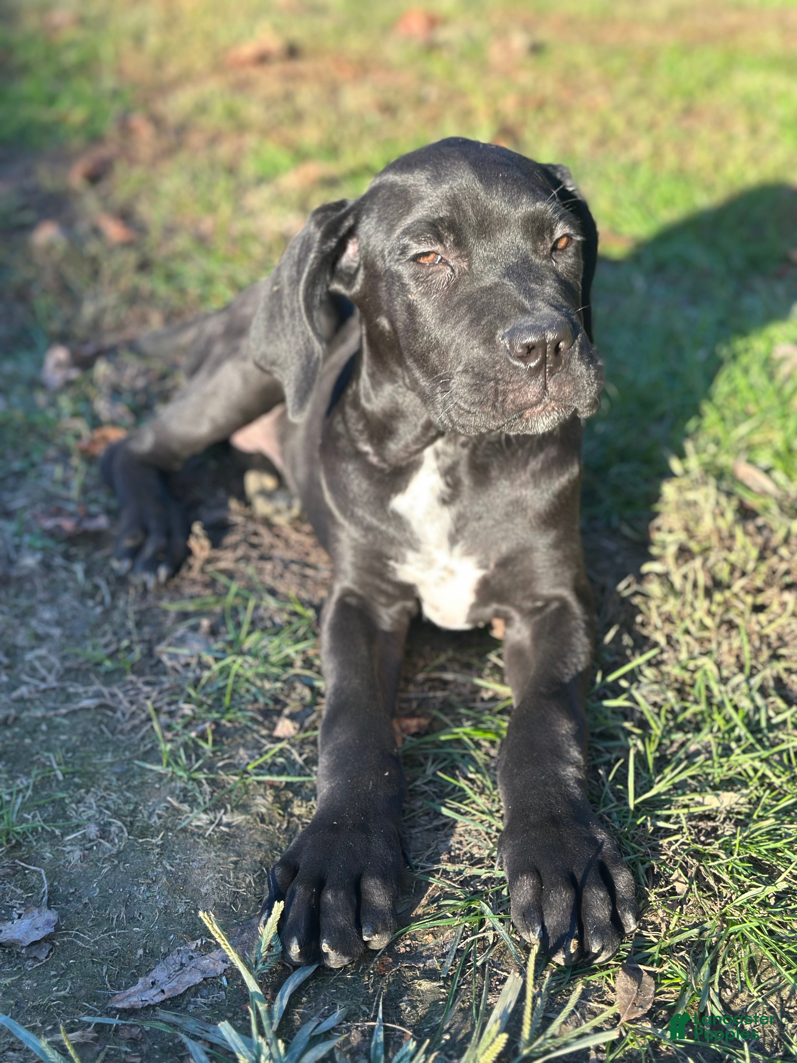 Cane Corso dogs for sale: Thor - Ad 12