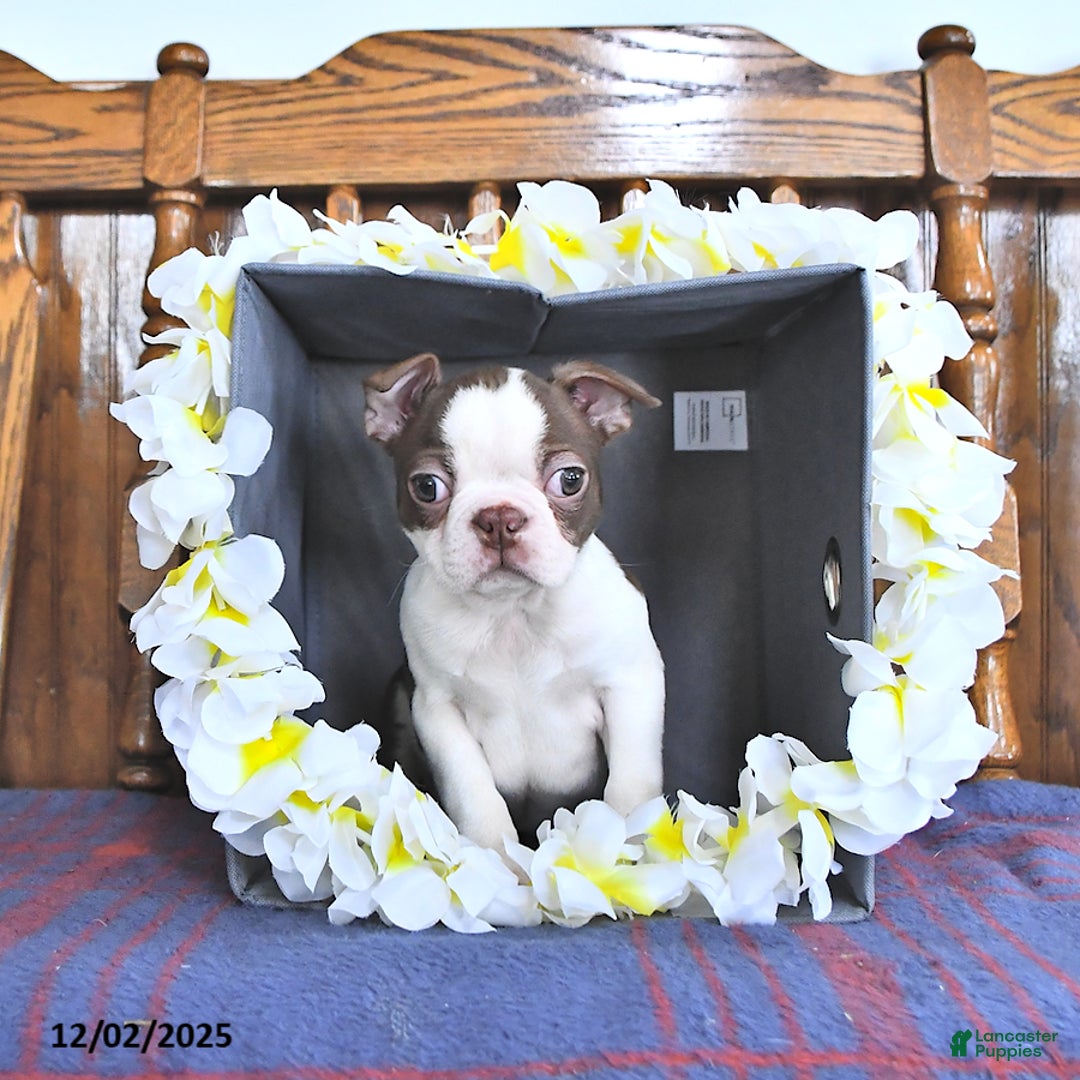 Boston Terrier dogs for sale: Trent - Ad 3
