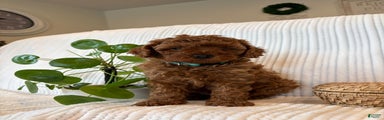 Cavapoo Puppy 2 (Camo)