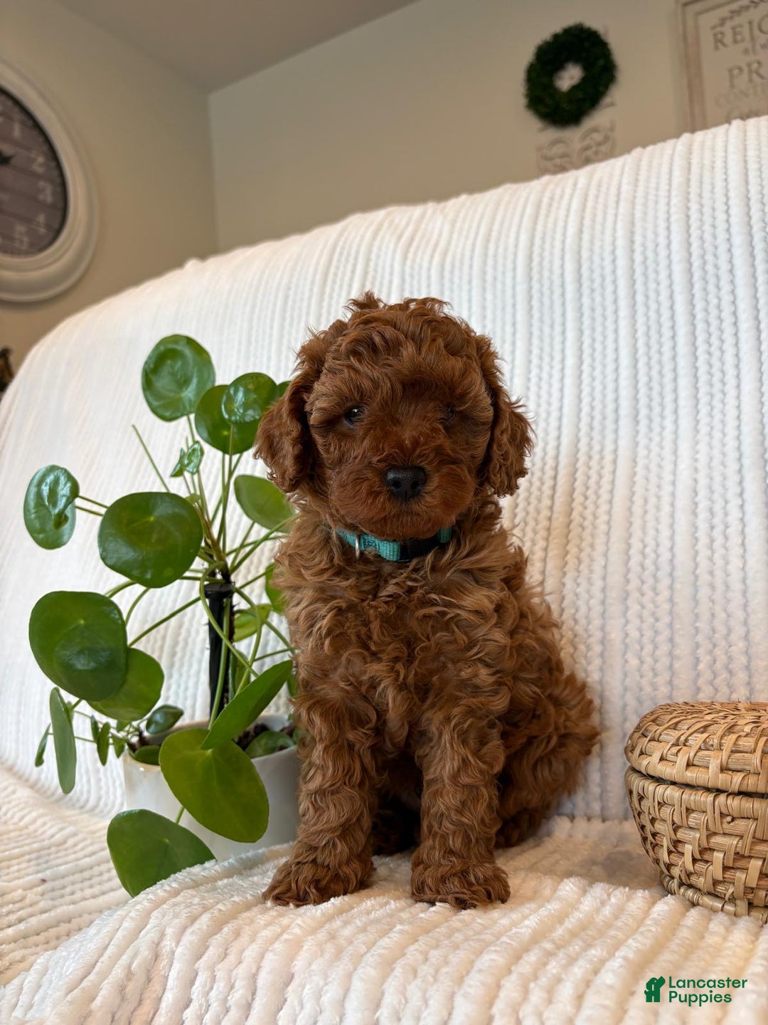 Cavapoo dogs for sale: Cavapoo Puppy 2 (Camo) - Ad 1