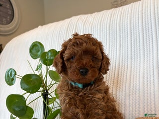 Cavapoo dogs Cavapoo Puppy 2 (Camo) - Ad 22