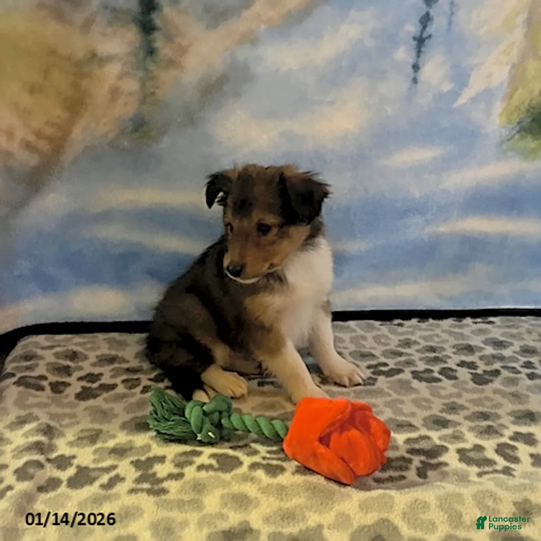 Shetland Sheepdog dogs for sale: Allen - Ad 2