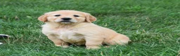 Golden Retriever dogs for sale: Opal - Ad 3