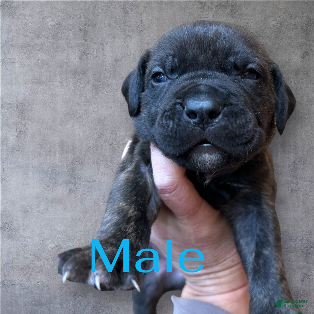 Cane Corso dogs for sale: Cane Corso Puppy 4 - Ad 1