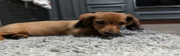 Doxiepoo dogs for sale: Mochachino - Ad 2