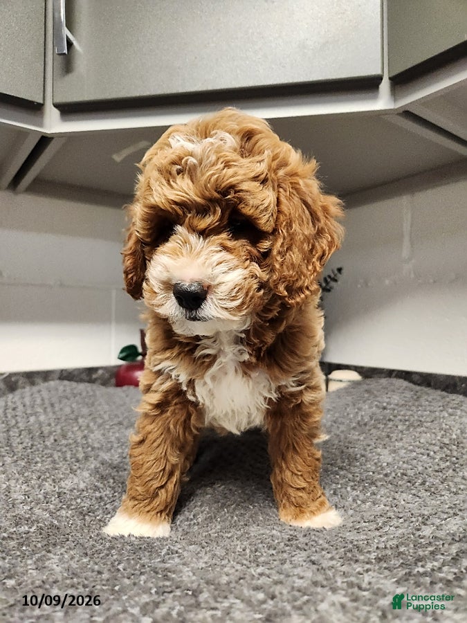 Mini Goldendoodle dogs Bentley - Ad 2