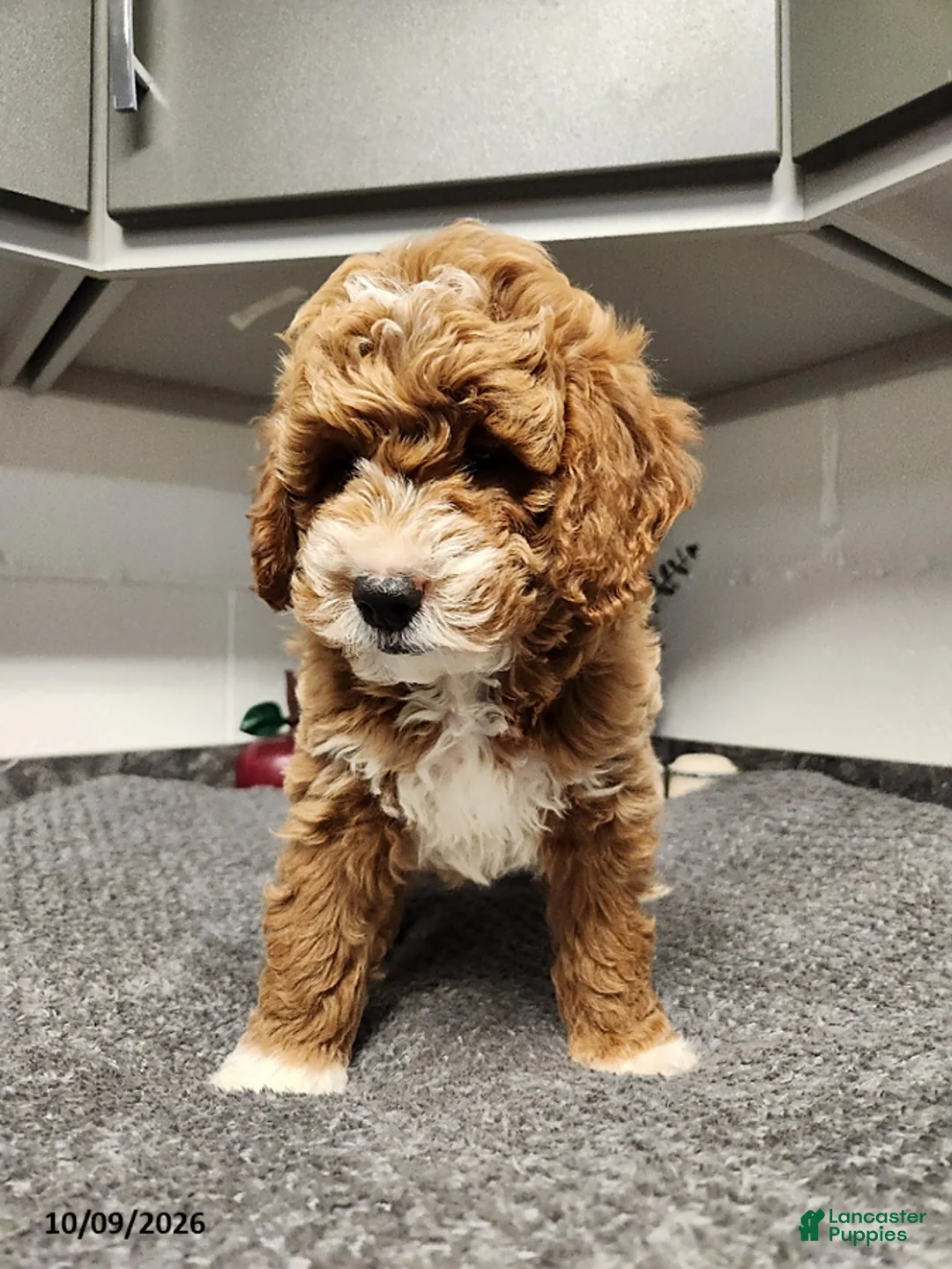 Mini Goldendoodle dogs for sale: Bentley - Ad 2