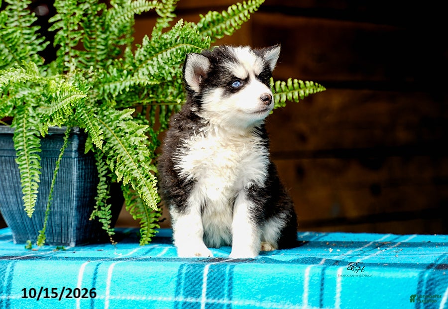Pomsky dogs for sale: Tootsie - Ad 2