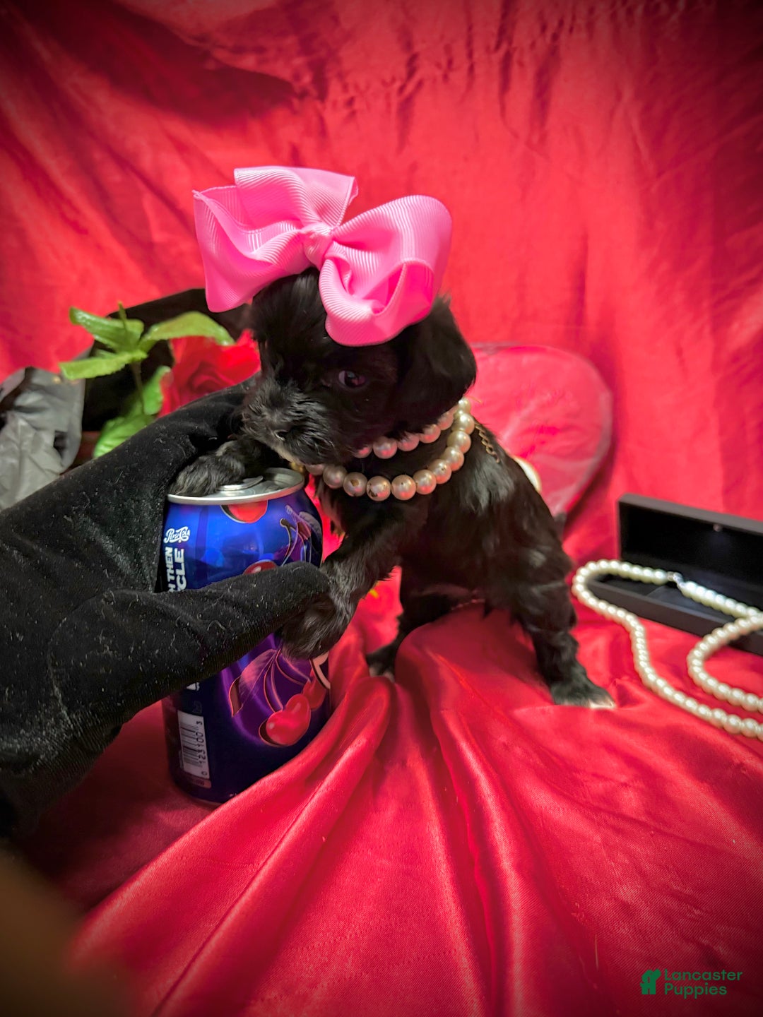 Yorkiepoo dogs for sale: Raisinette  - Ad 10