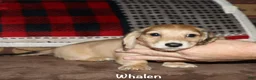 Miniature Dachshund dogs for sale: Whalen - Ad 5